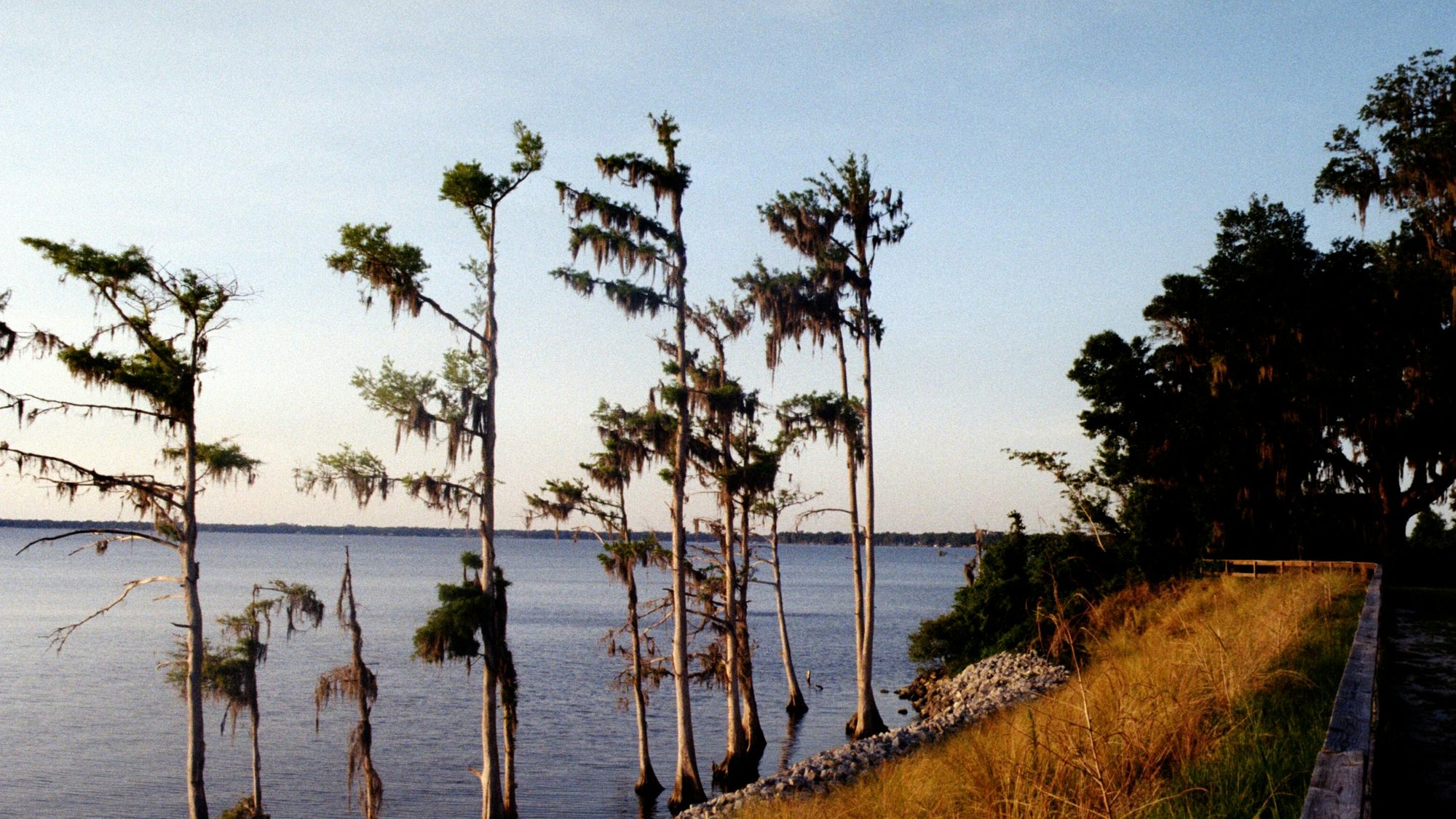 Cypress trees standing in still water at the edge of a Southern lake.