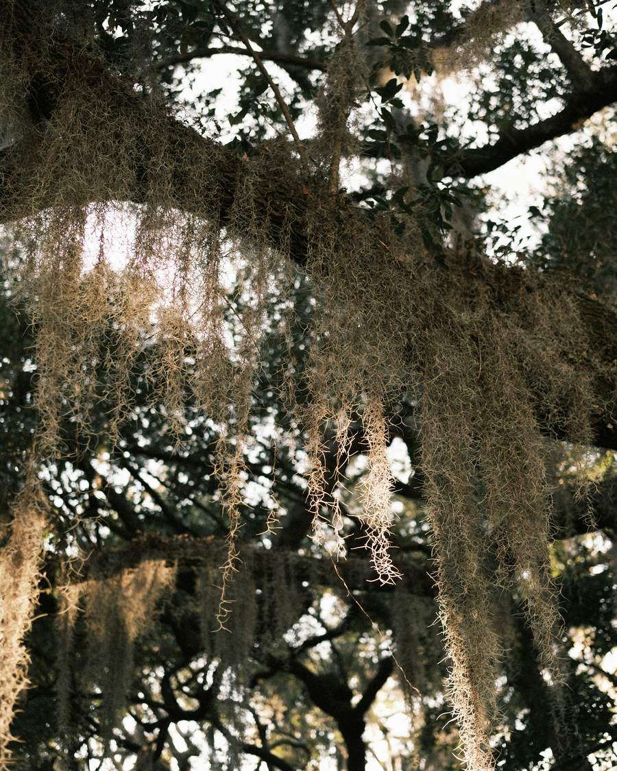 Spanish moss hanging from a live oak, lit from behind.